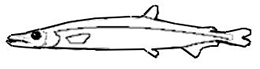 Família Paralepididae.jpg